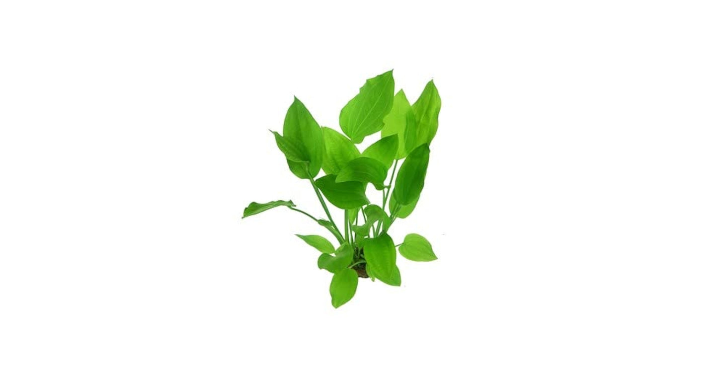 Echinodorus Palaefolius