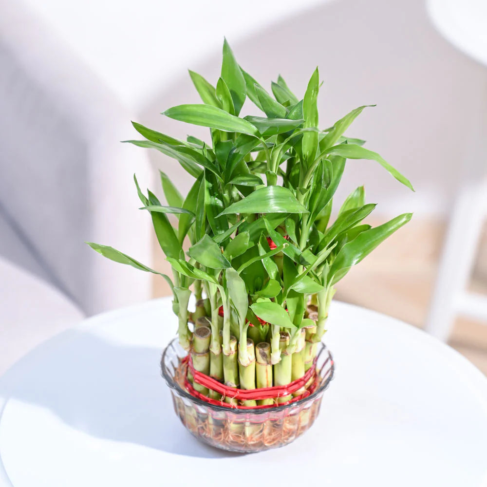 Lucky Bamboo Plant - 3 Layer