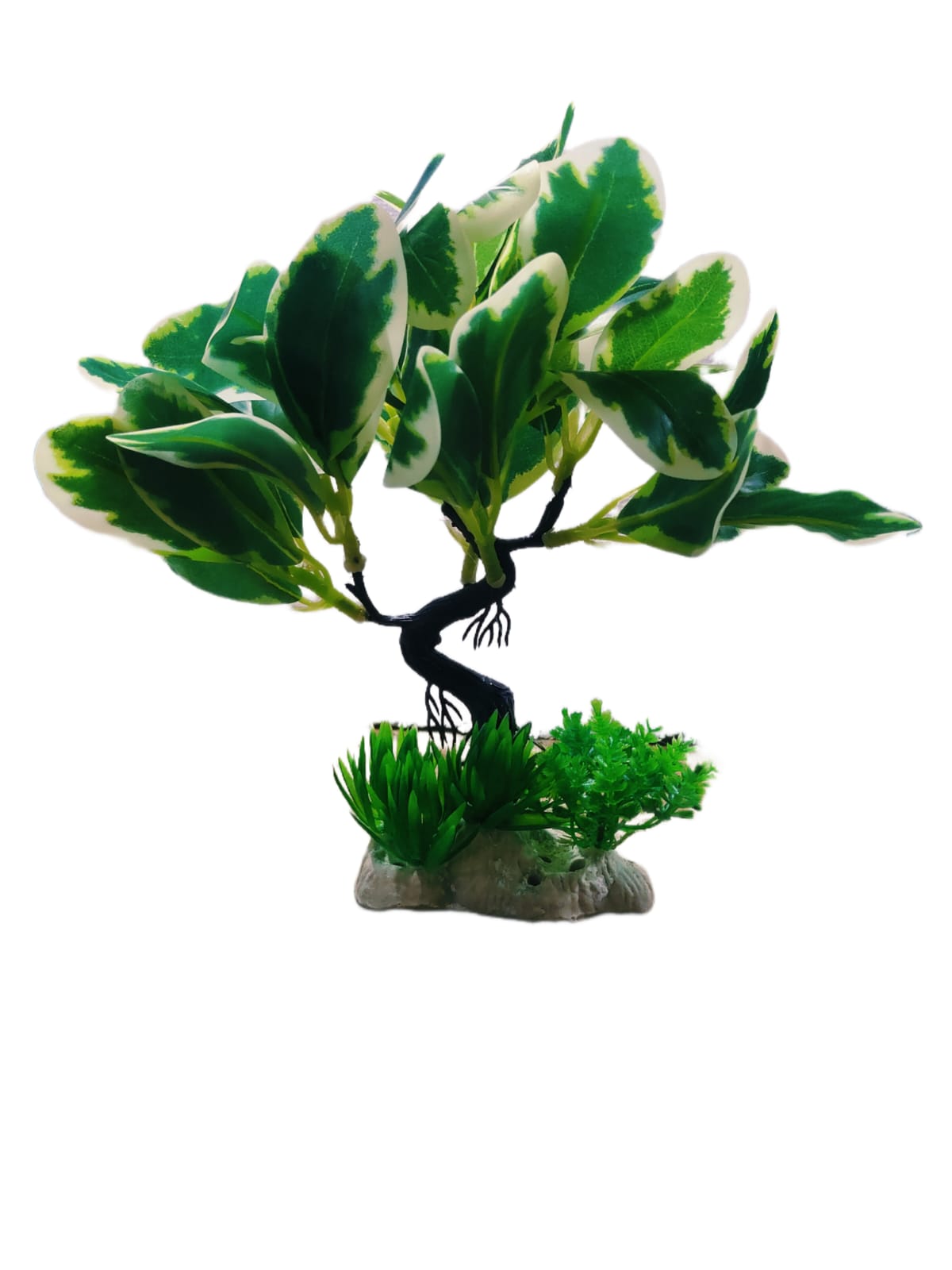 Aquarium Plant