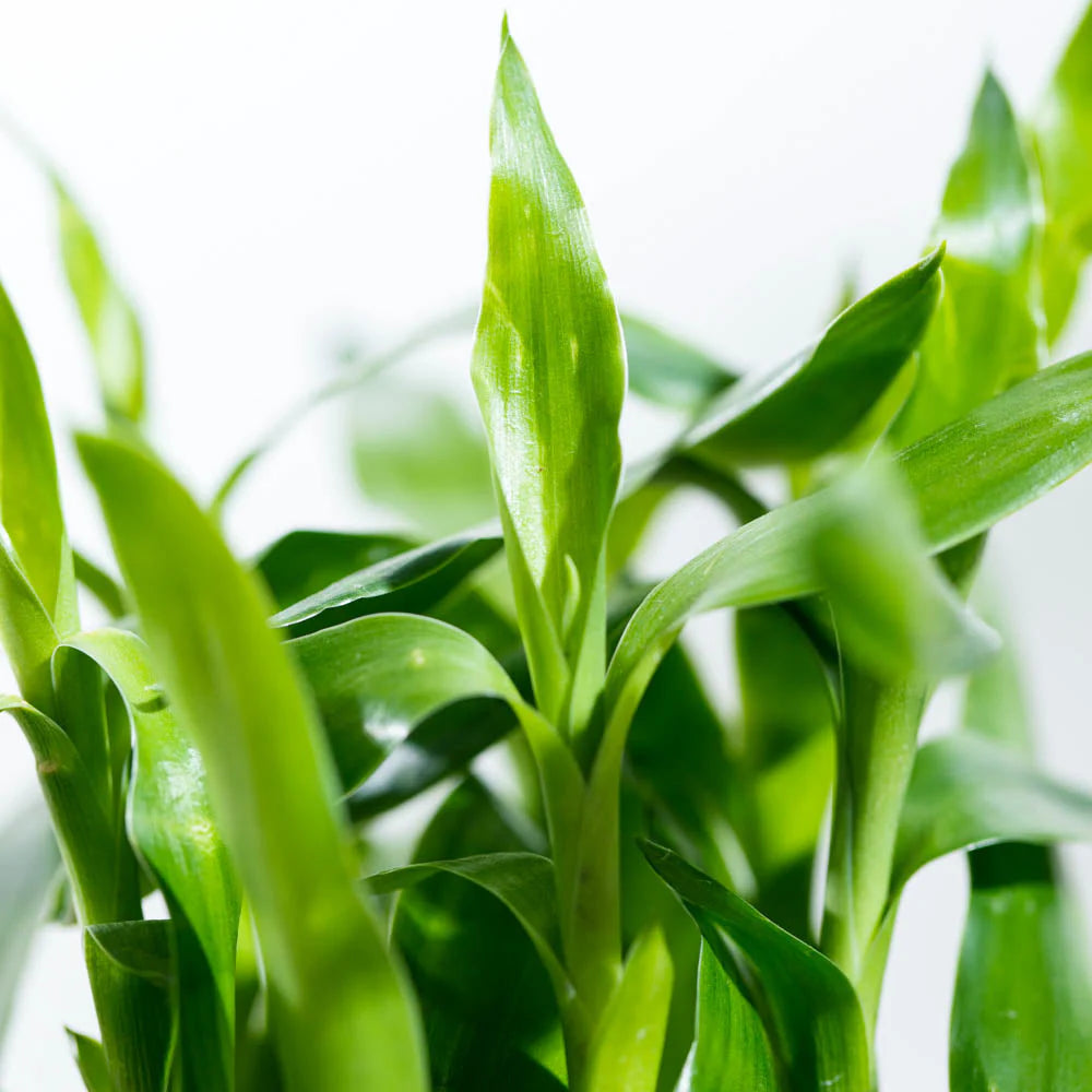 Lucky Bamboo Plant - 3 Layer