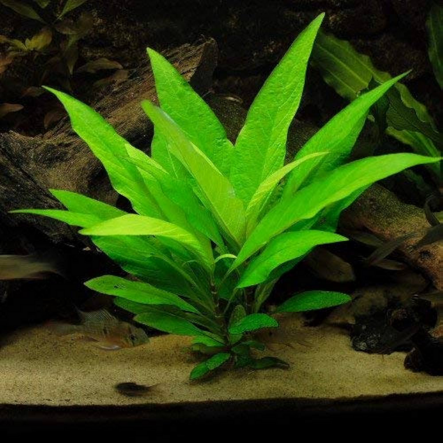 Hygrophila corymbosa