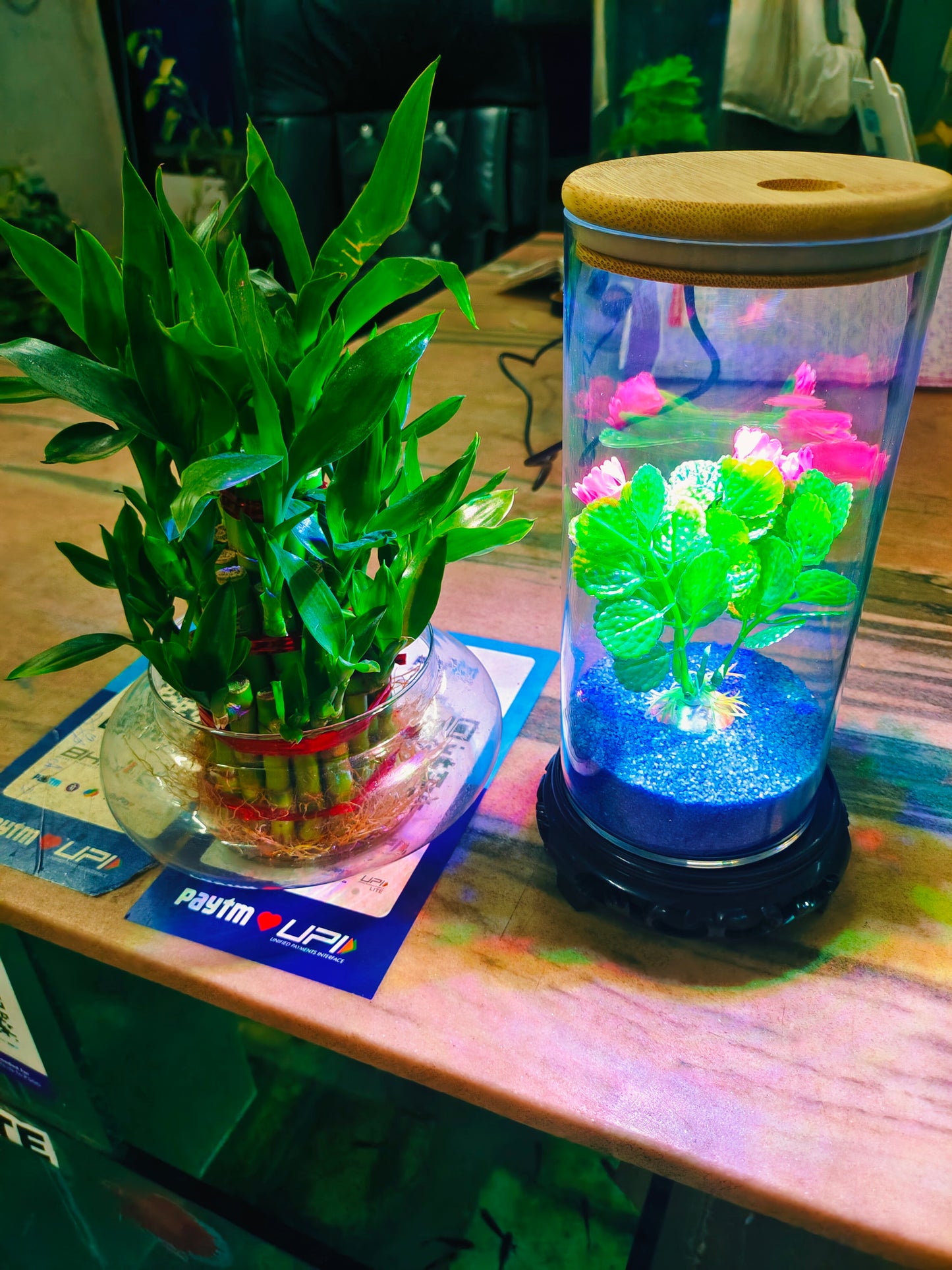 Mini Aquarium jyoti aquarium pets