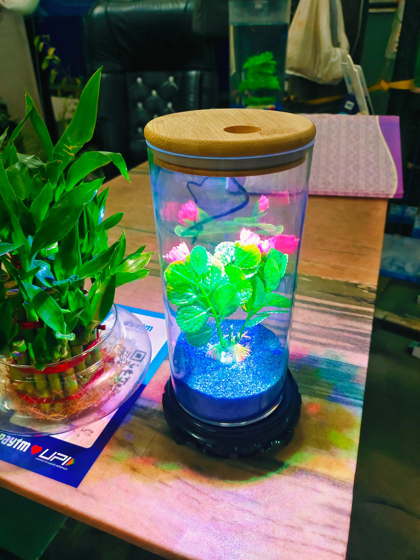 Mini Aquarium jyoti aquarium pets