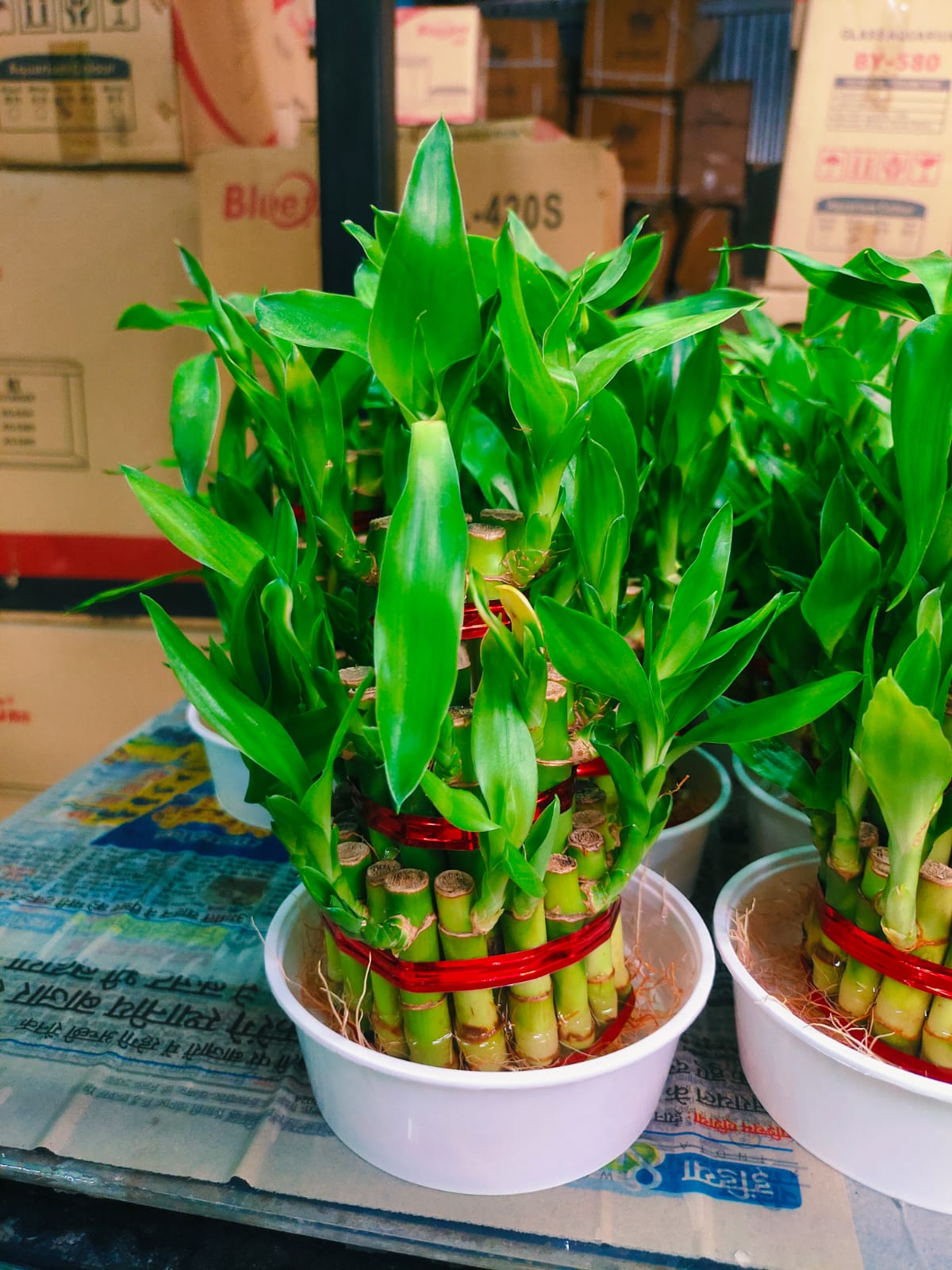 lucky bamboo plant 3 layer jyoti aquarium pets