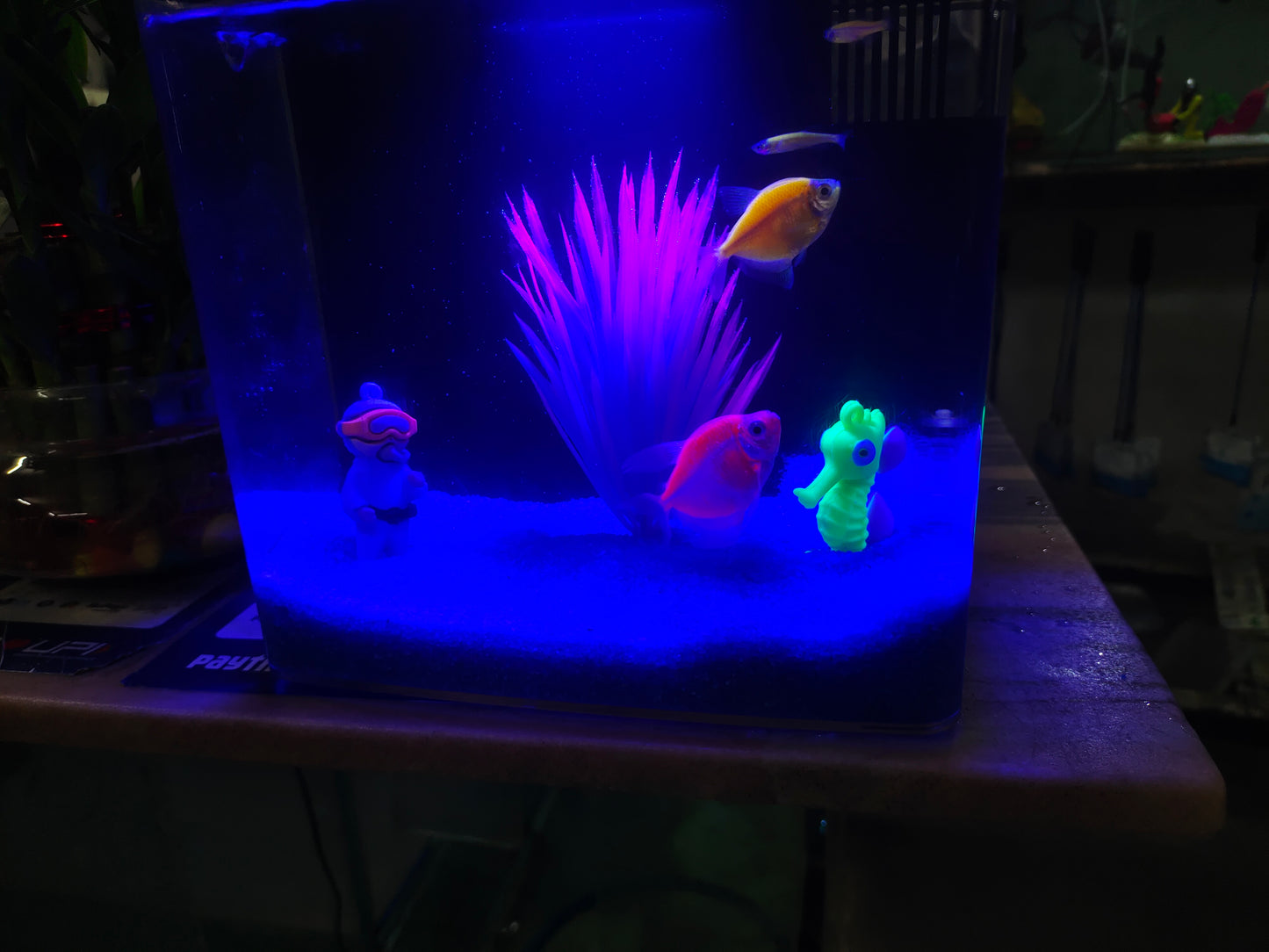 Mini Fish Tank with filter and light, Aquarium