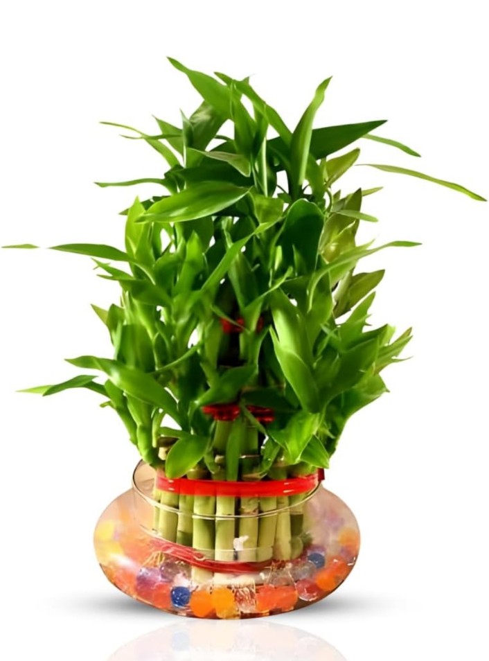 lucky bamboo plant 3 layer jyoti aquarium pets