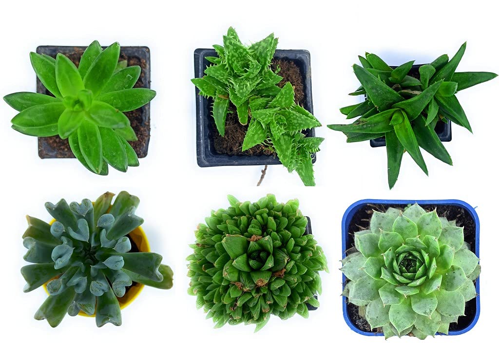 Succulent Plants
