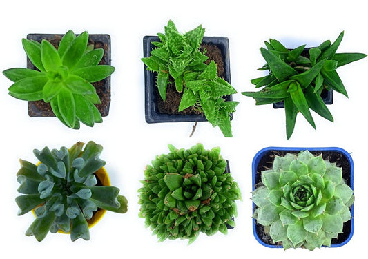 Succulent Plants