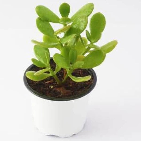 Succulent plants
Succulent