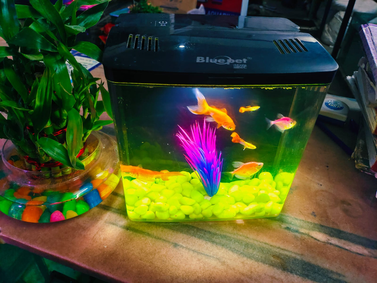Aquarium Mini Fish Tank with filter and light jyoti aquarium pets