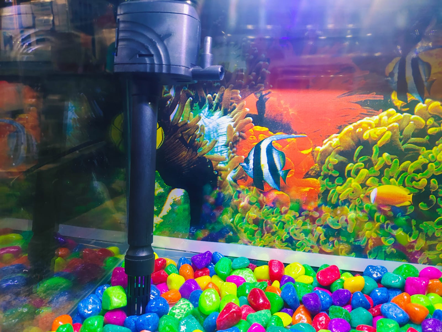 Imported Aquarium jyoti aquarium pets