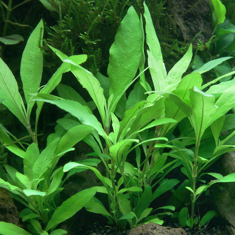 Hygrophila corymbosa