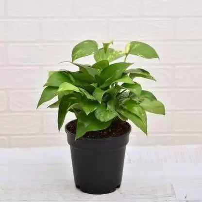Money Plant jyoti aquarium pets