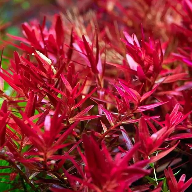 Rotala indica