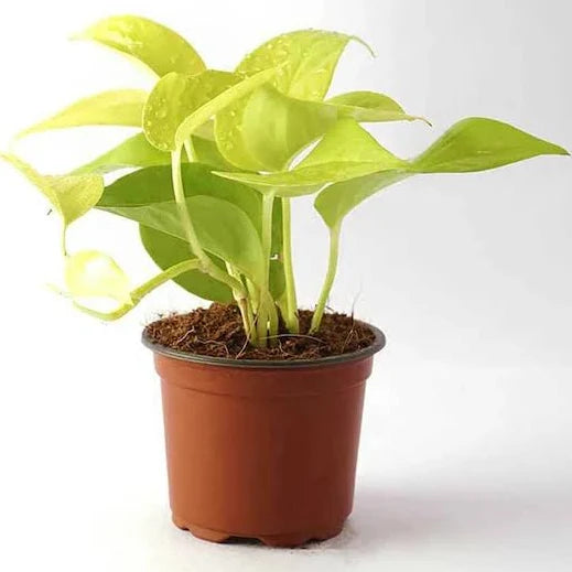 Golden Money Plant jyoti aquarium pets