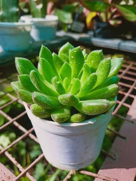 succulent plants
