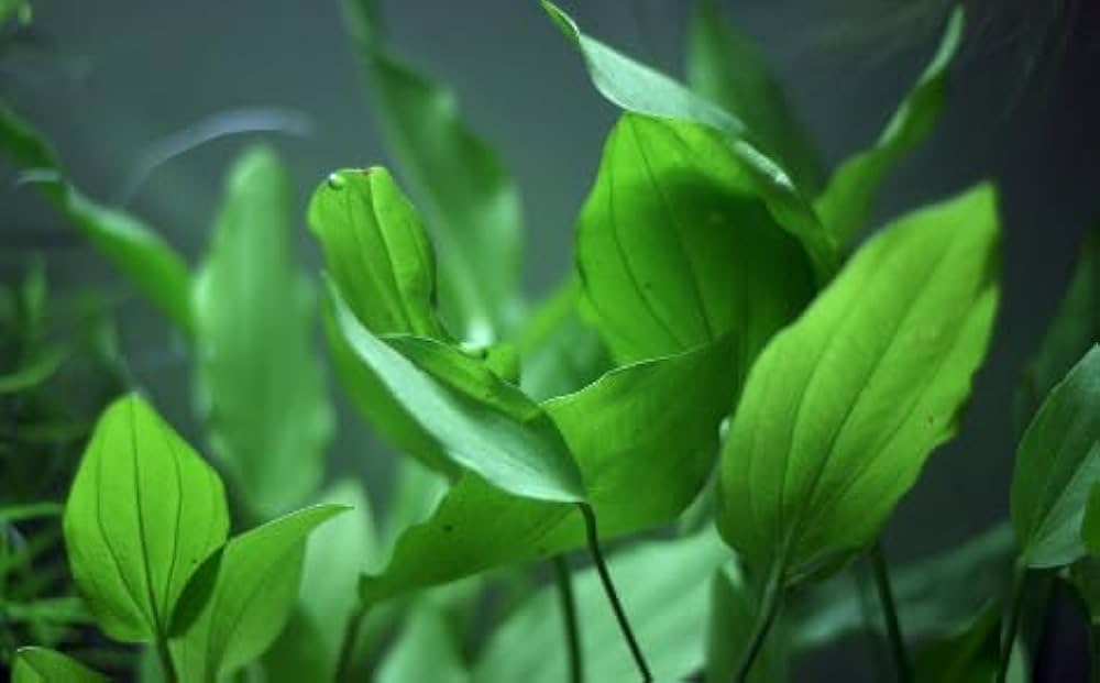 Echinodorus Palaefolius