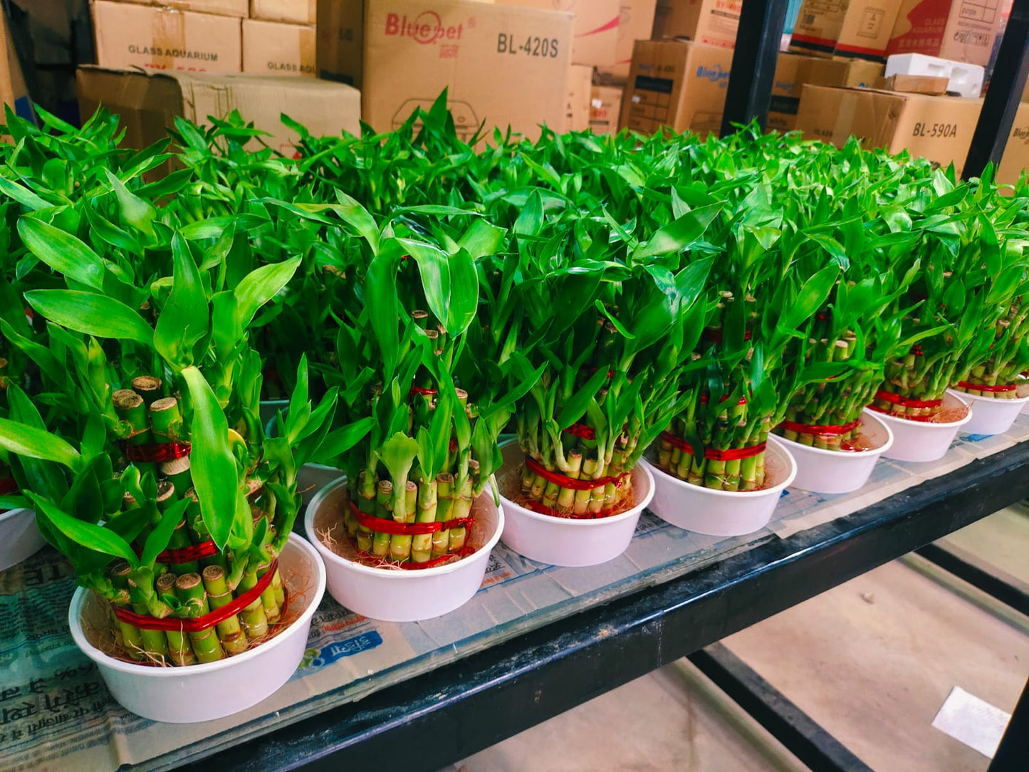 lucky bamboo plant 3 layer jyoti aquarium pets