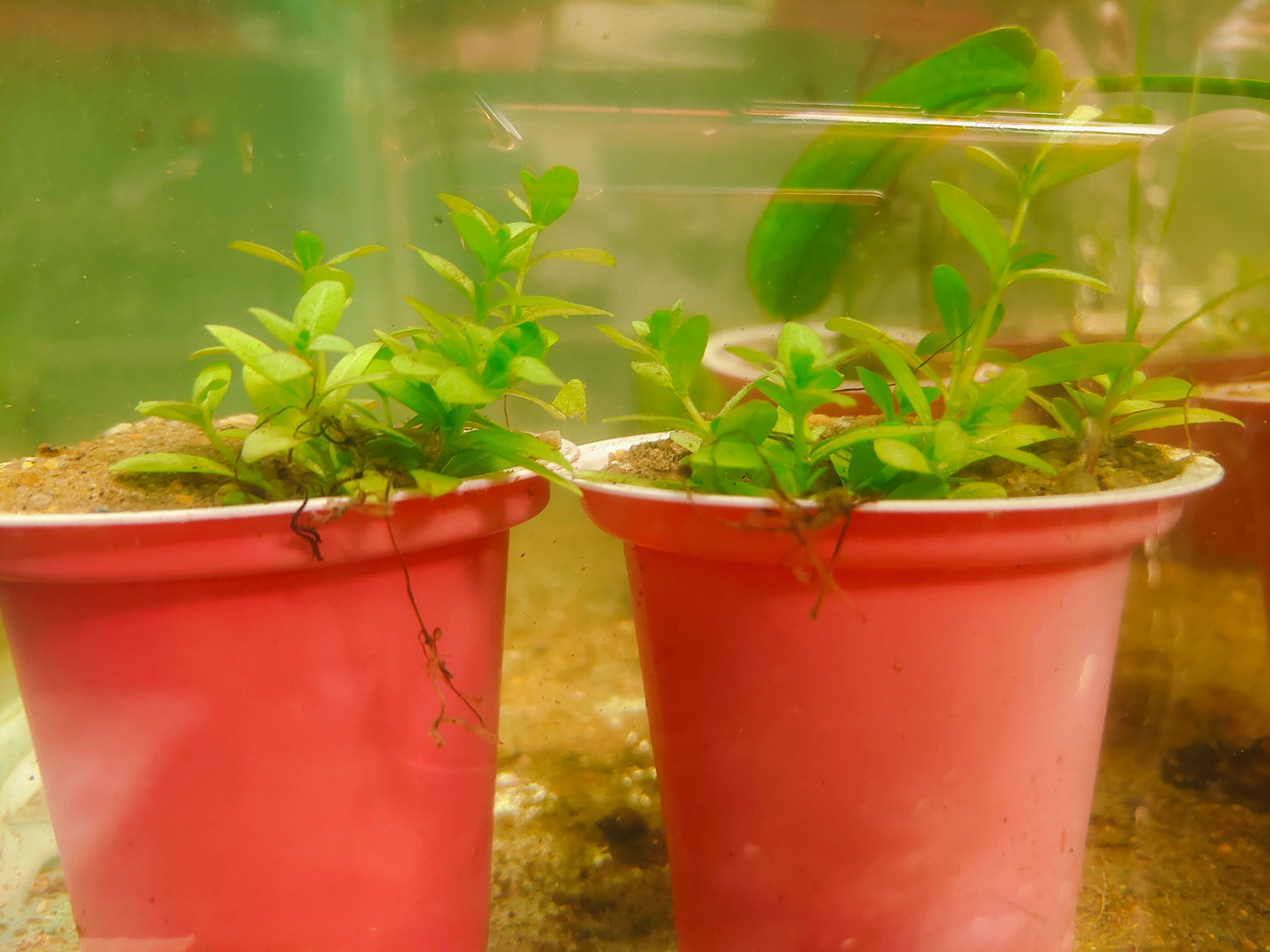 Aquarium Plants
