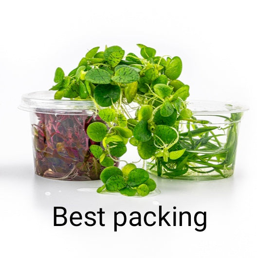 Aquarium Plants