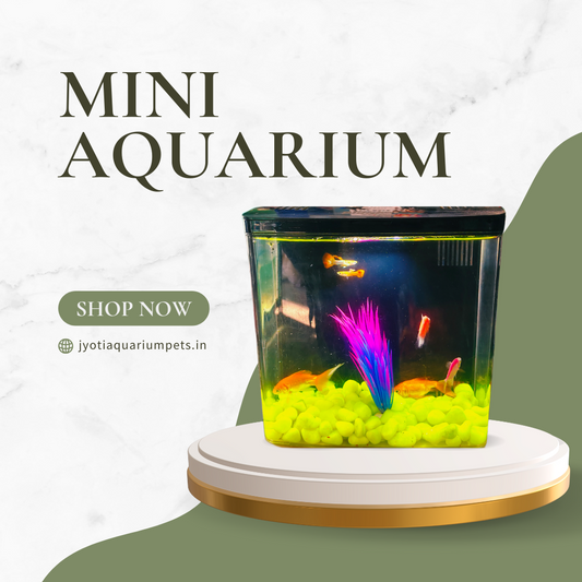 Aquarium Mini Fish Tank with filter and light jyoti aquarium pets
Mini Fish Tank with filter and light, Aquarium