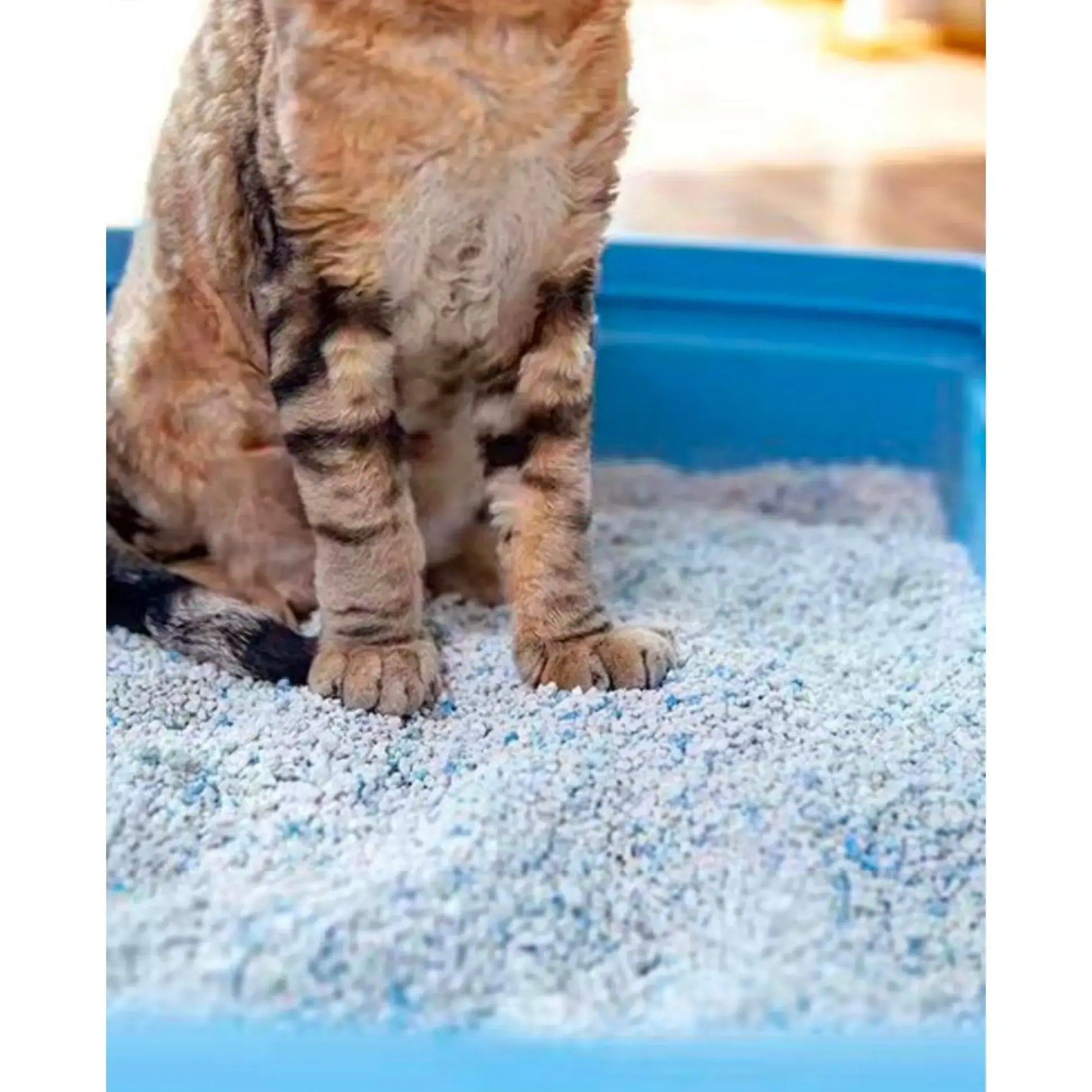 High Quality Fragrance cat litter 5L jyoti aquarium pets