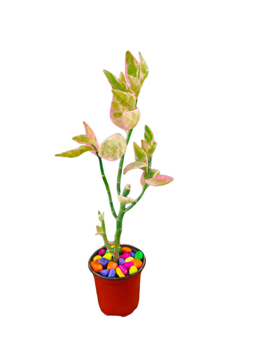 Euphorbia Tithymaloides | Devils Backbone