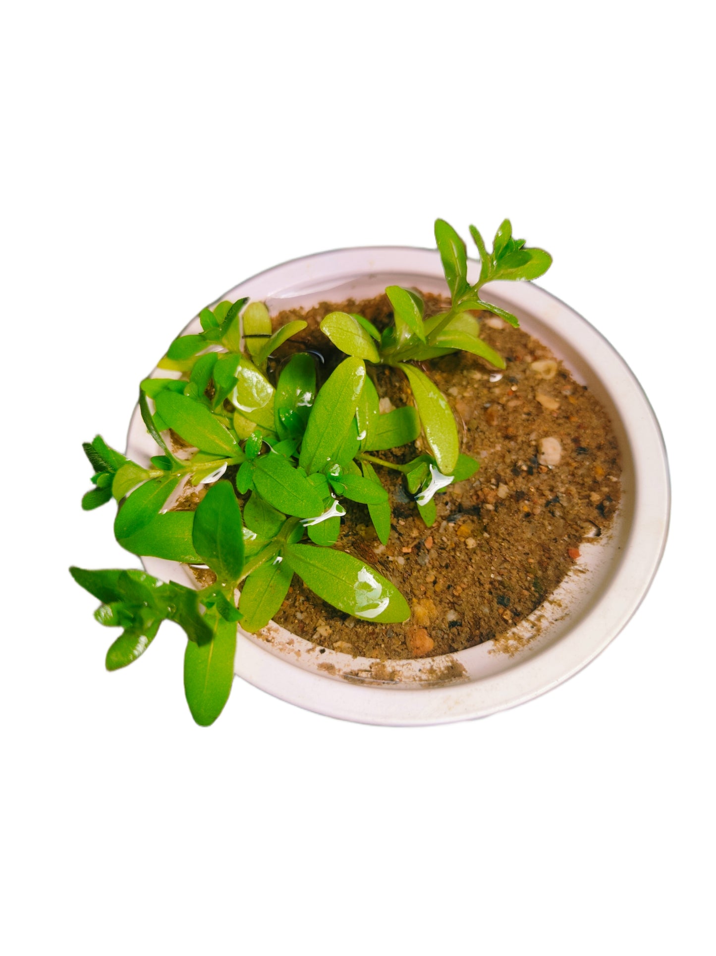 Aquarium Plants