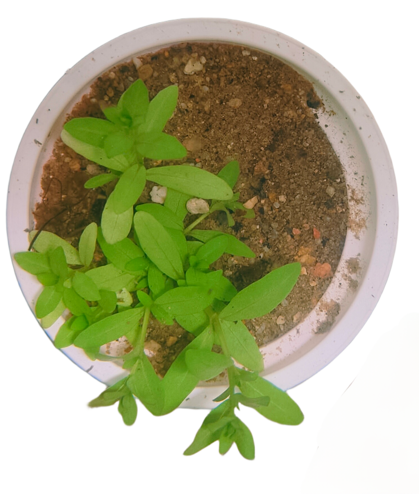 Aquarium Plants
