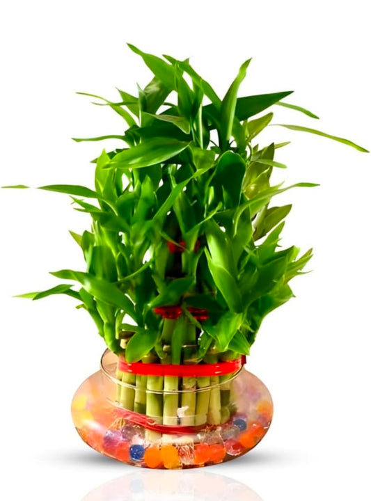 lucky bamboo plant 3 layer jyoti aquarium pets