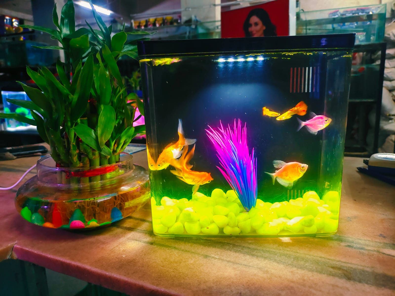Aquarium Mini Fish Tank with filter and light jyoti aquarium pets