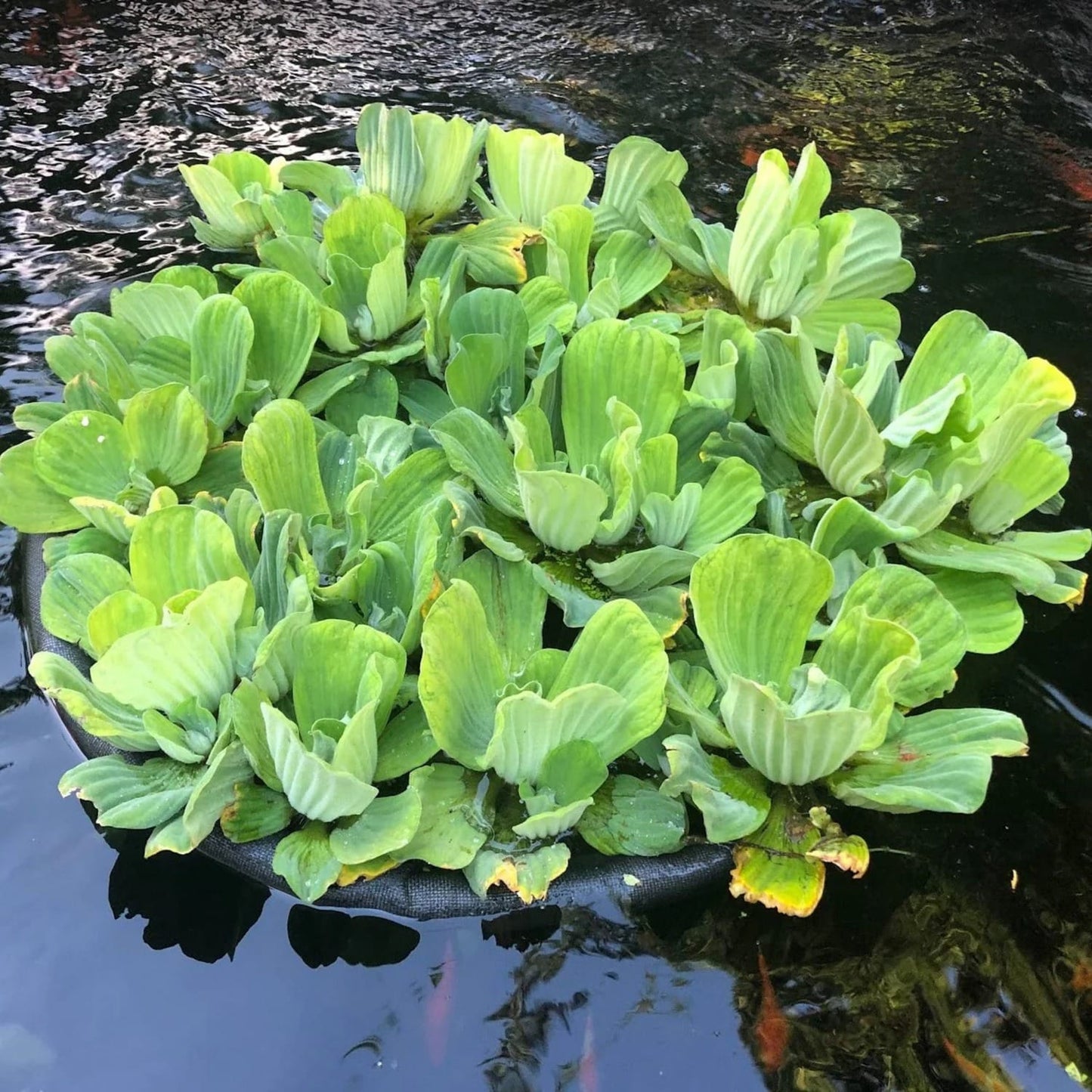 Watter Lettuce 2 Plant jyoti aquarium pets