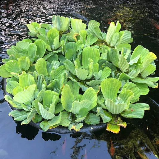 Watter Lettuce 2 Plant jyoti aquarium pets