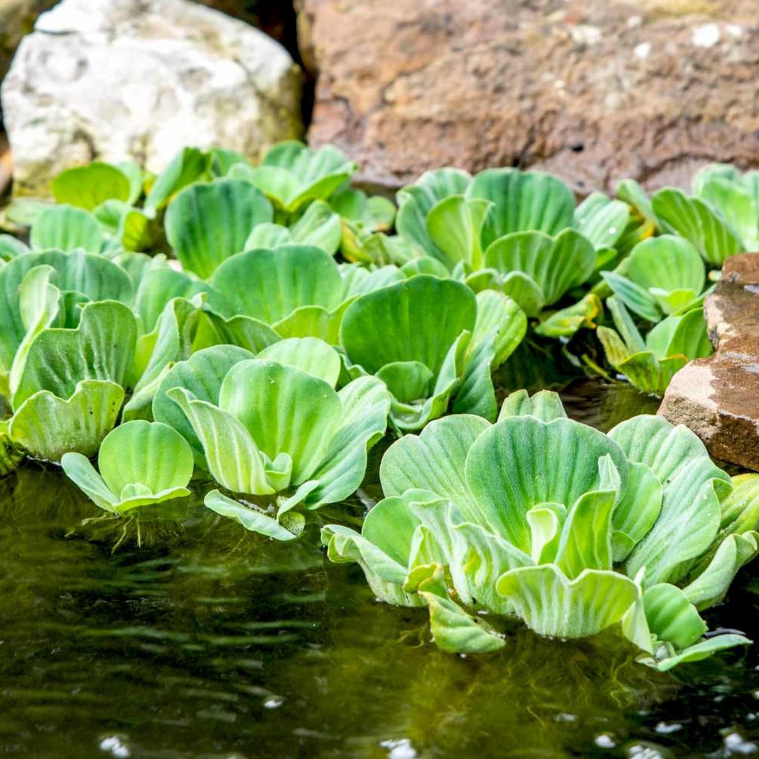 Watter Lettuce 2 Plant jyoti aquarium pets
