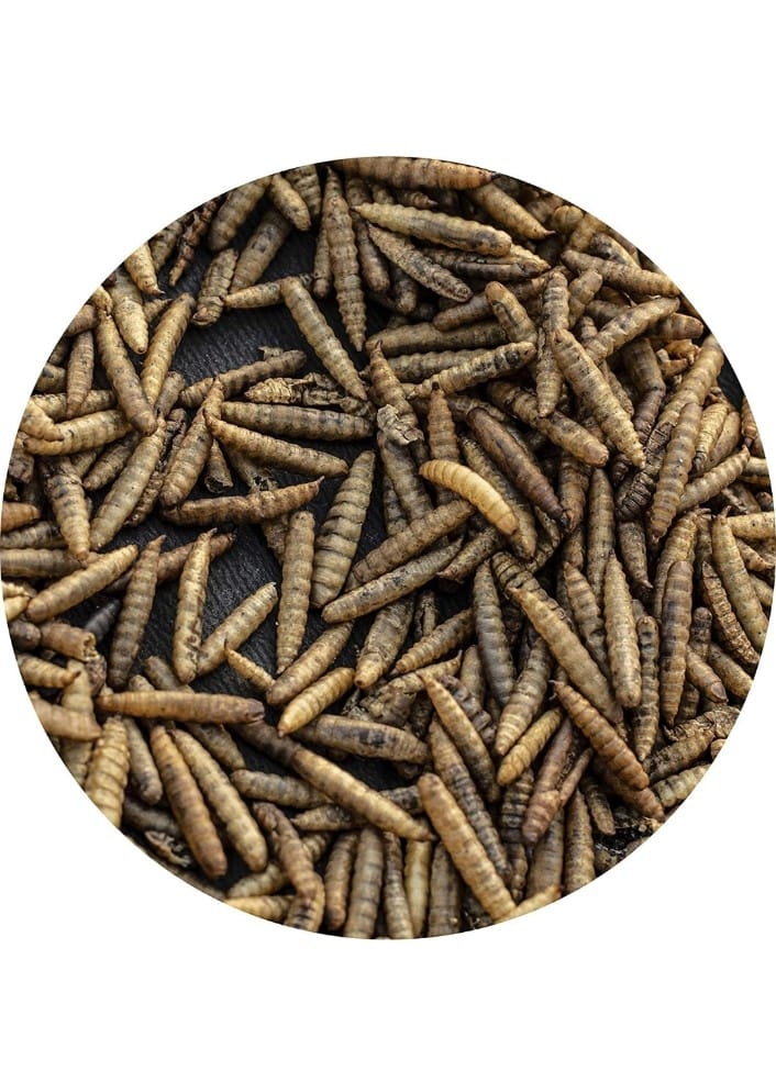 FD Meal Worms 150g