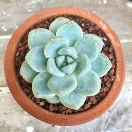 Succulent plants