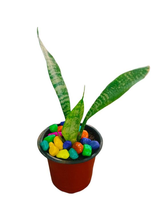 snake plant